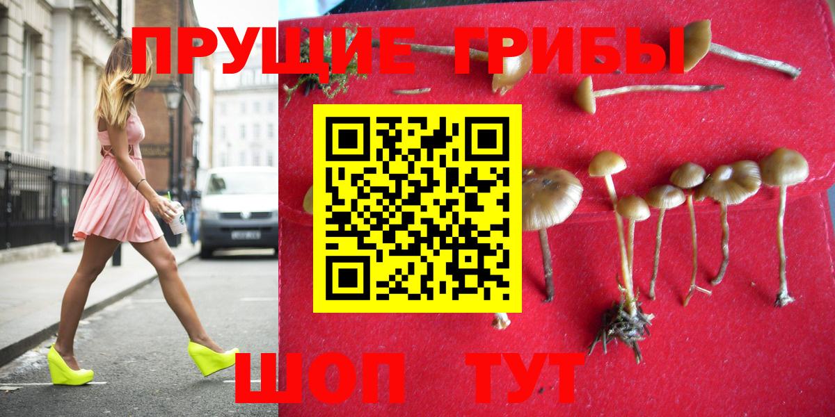 Псилоцибиновые грибы Cubensis Благовещенск