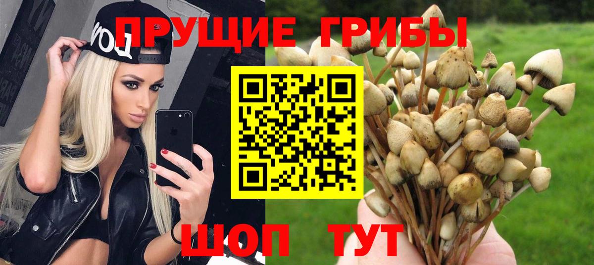 Псилоцибиновые грибы Psilocybine cubensis Благовещенск